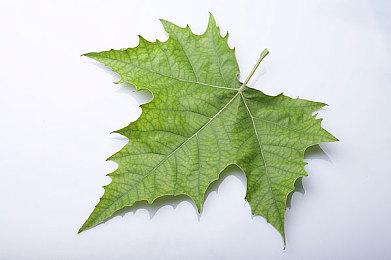 斩断宿命的枷锁《虚妄轮回》现已正式发售